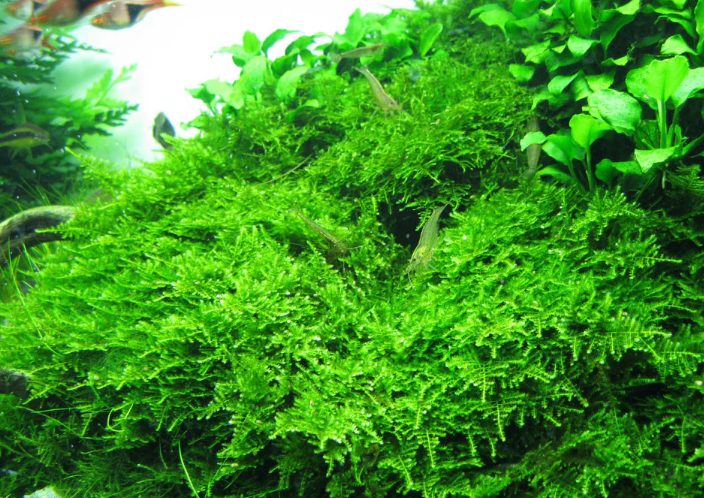 Weeping Moss  (Vesicularia ferriei)