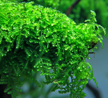 Weeping Moss  (Vesicularia ferriei)