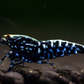 Black Galaxy Shrimp