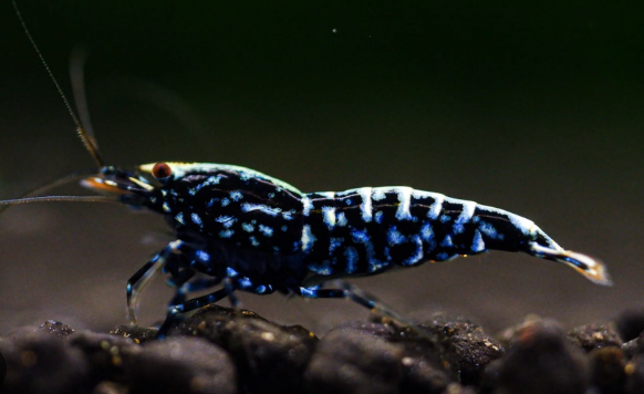 Black Galaxy Shrimp