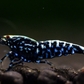 Black Galaxy Shrimp