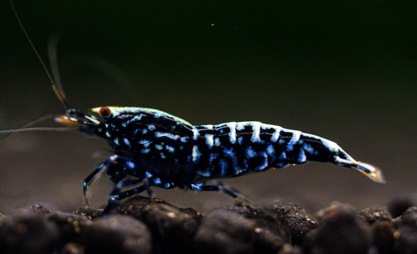 Black Galaxy Shrimp