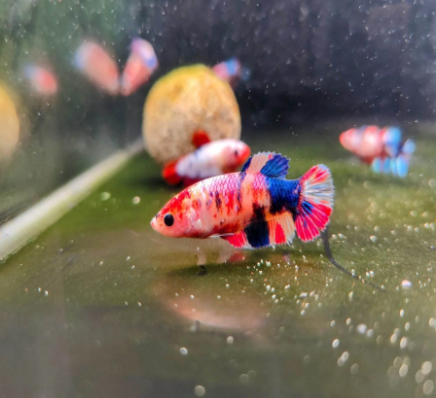 Female KOI Plakat HMPK MIXED Combo 3 qty