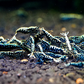 Black Galaxy Shrimp