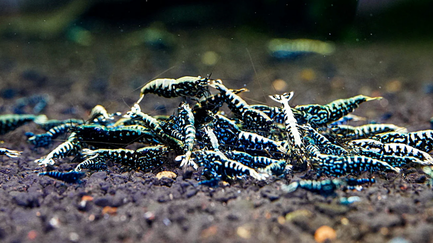 Black Galaxy Shrimp