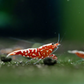 Red Galaxy Shrimp