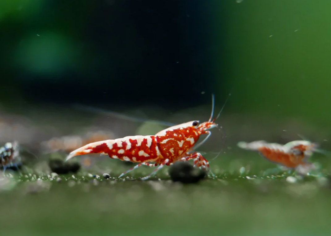 Red Galaxy Shrimp