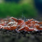 Red Galaxy Shrimp