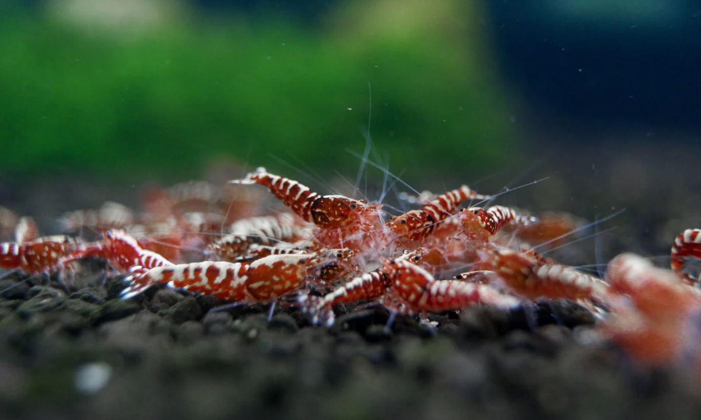 Red Galaxy Shrimp