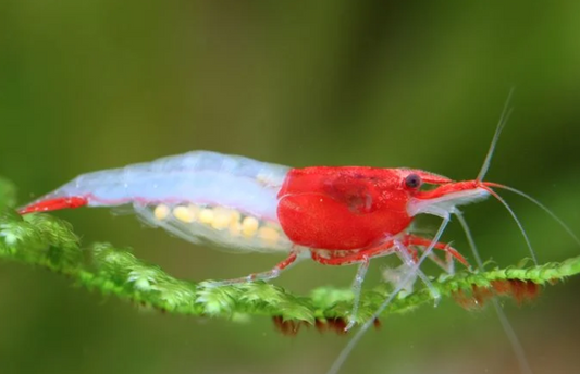 Red Lilli Shrimp