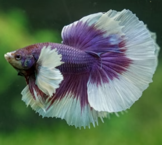 Elephant Ear Dumbo Ear Betta Fish