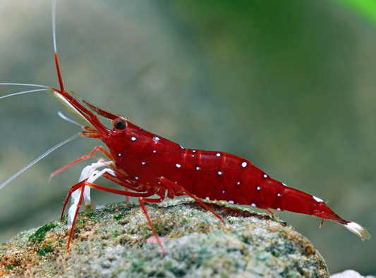 White Spot Shrimp