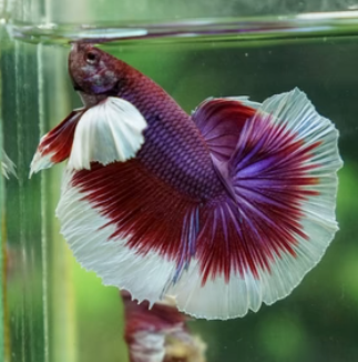 Shop Betta Fishes at FRESHWATERAQUATICA FRESHWATERAQUATICA