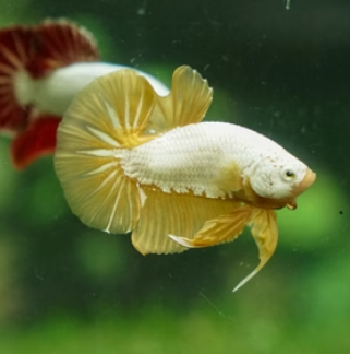 Gold Plakat HMPK betta