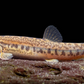 spiny loach or spotted loach 2"-2.5"