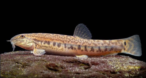 spiny loach or spotted loach 2"-2.5"