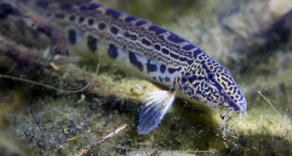 spiny loach or spotted loach 2"-2.5"