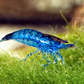 Blue Lilli Shrimp