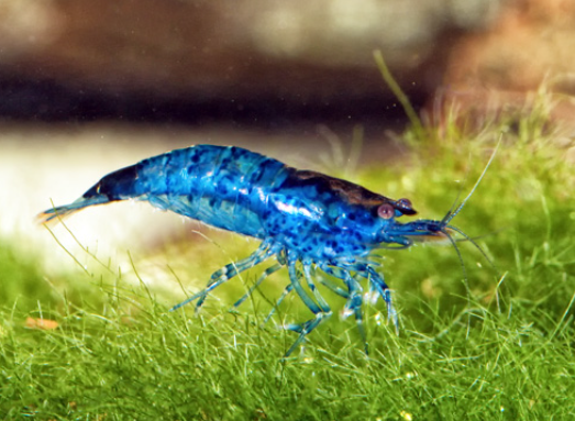 Blue Lilli Shrimp