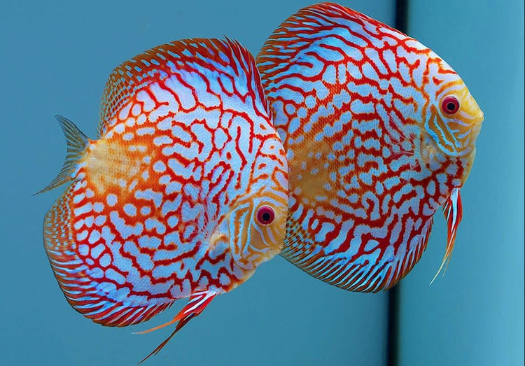 Online Aquarium Fishes | FRESHWATERAQUATICA
