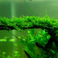 Christmas Moss (Vesicularia Montagnei)