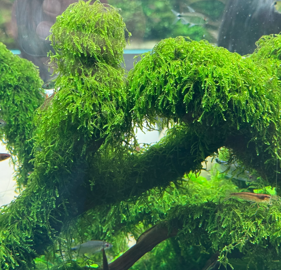 Weeping Moss  (Vesicularia ferriei)
