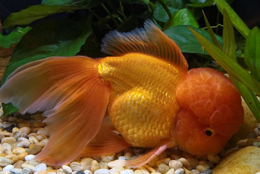 Oranda Gold 4 to 5 inches