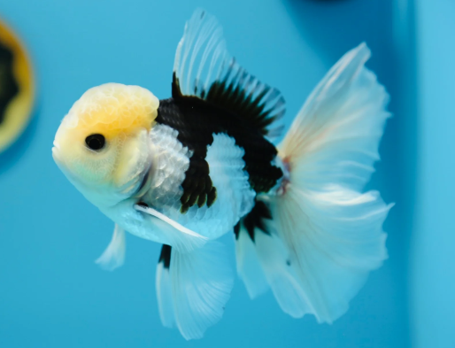 Shop Gold Fishes at FRESHWATERAQUATICA | FRESHWATERAQUATICA