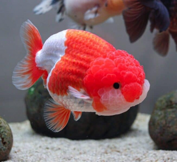 Shop Gold Fishes at FRESHWATERAQUATICA | FRESHWATERAQUATICA
