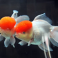 Red Cap Gold Fish