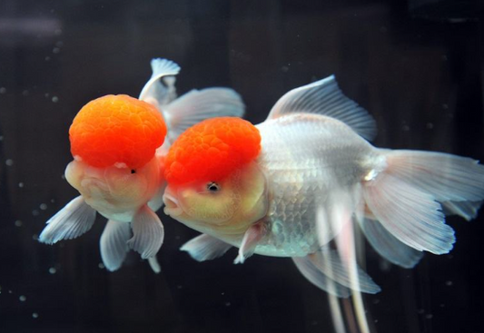 Red Cap Gold Fish