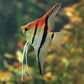 Manacapuru Angelfish