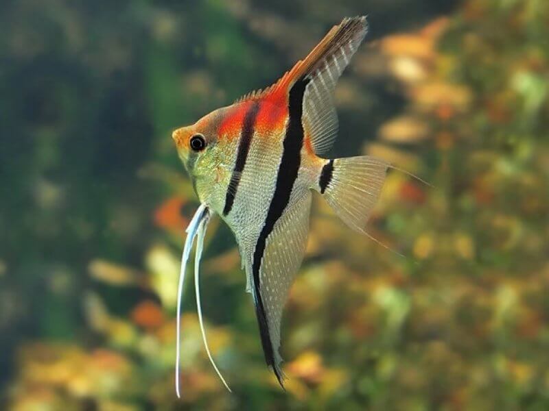 Manacapuru Angelfish