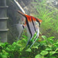 Manacapuru Angelfish