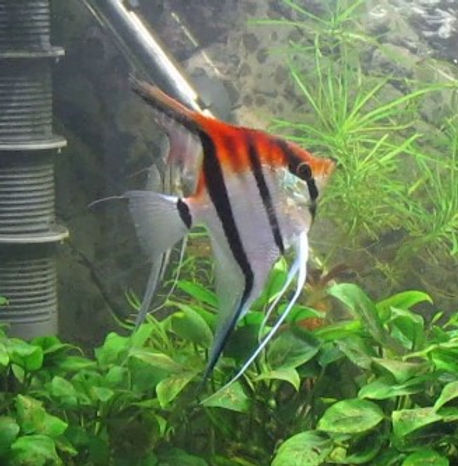 Manacapuru Angelfish