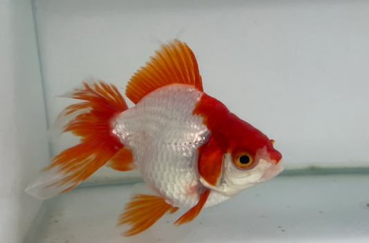 Ryukin Gold Fish