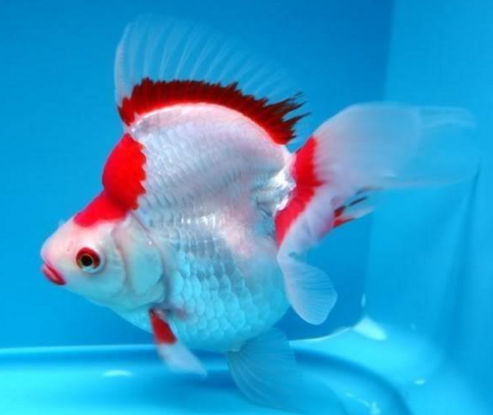 Shop Gold Fishes at FRESHWATERAQUATICA | FRESHWATERAQUATICA