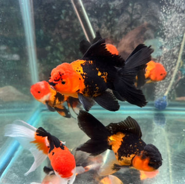 Shop Gold Fishes at FRESHWATERAQUATICA | FRESHWATERAQUATICA