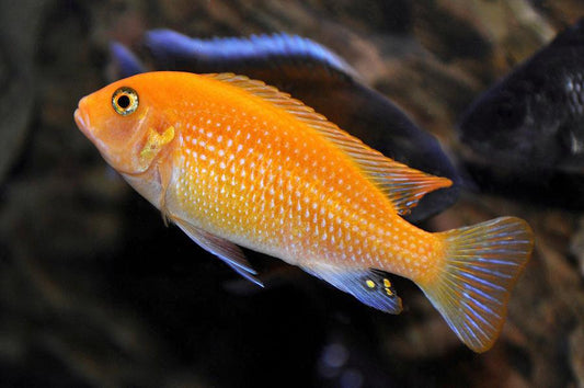 Red Zebra Orange Morph Cichlid - FreshWaterAquatica.com