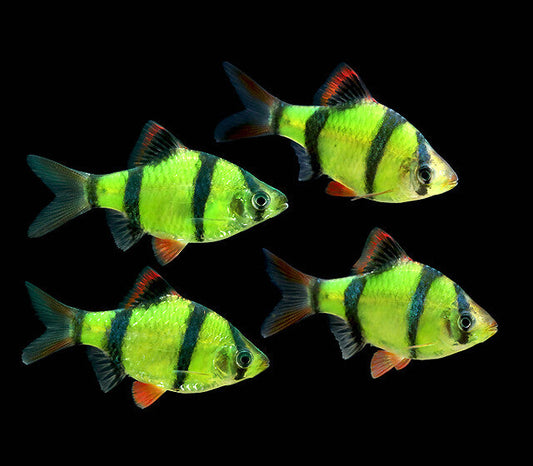 Glow Tiger Barb - FreshWaterAquatica.com