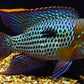 Green Terror Cichlid - FreshWaterAquatica.com