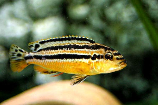 Golden Auratus Cichlid - FreshWaterAquatica.com