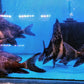 ASIATIC The Chinese high-fin banded shark - FreshWaterAquatica.com