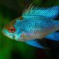 Thai Ram cichlid - FreshWaterAquatica.com