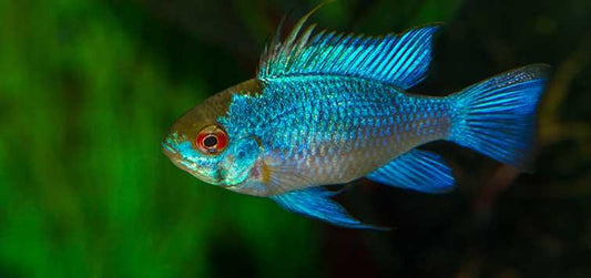 Thai Ram cichlid - FreshWaterAquatica.com