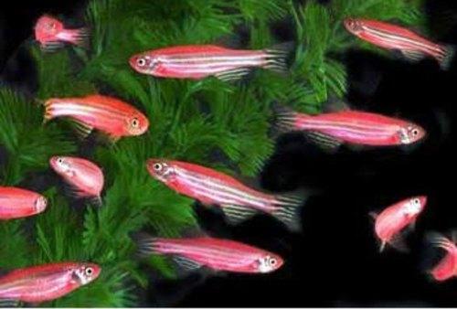 Pink Zebra Danio - FreshWaterAquatica.com