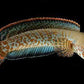 Snake head Channa - FreshWaterAquatica.com