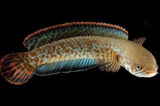 Snakehead Fish Aquarium Snakehead Channa Ophicephalus Tropical