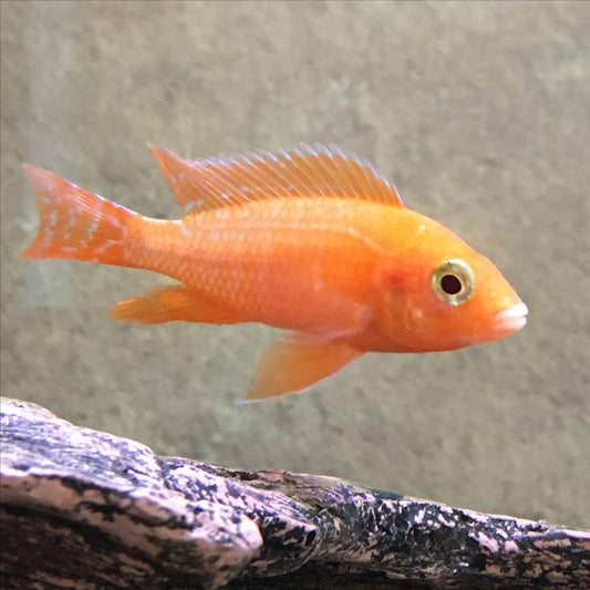 Strawberry Cichlid Regular - FreshWaterAquatica.com