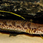 Channa quinquefasciata 'Five stripe Snakehead'